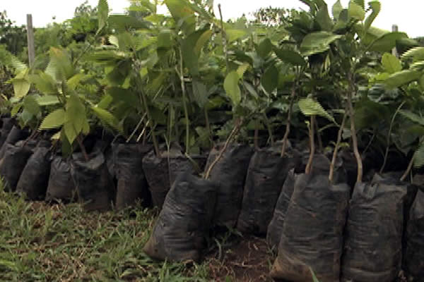 Productores de Ticuantepe reciben insumos y plantas