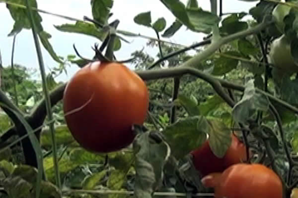 Realizan lanzamiento de nueva variedad de semilla de Tomate en Matagalpa