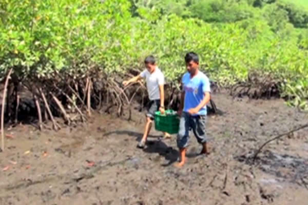 Habitantes de la Comunidad Kilaca reforestan manglares