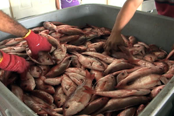 Nicaragua es menos afectado en la pesca por El Niño