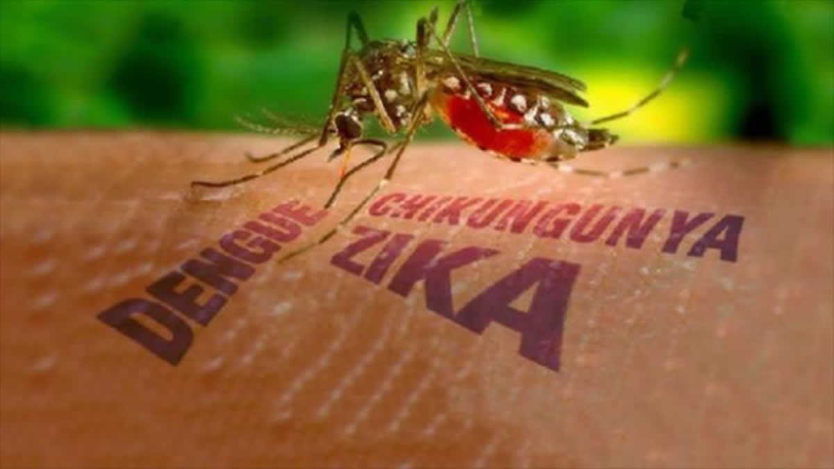 Lo que tiene que saber del Virus Zika en Latinoamérica