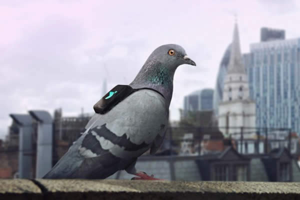 Londres y su equipo de palomas para medir la calidad del aire