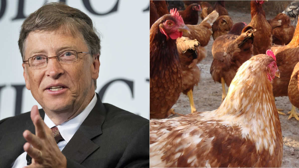 Bill Gates donará 100.000 gallinas para luchar contra la pobreza
