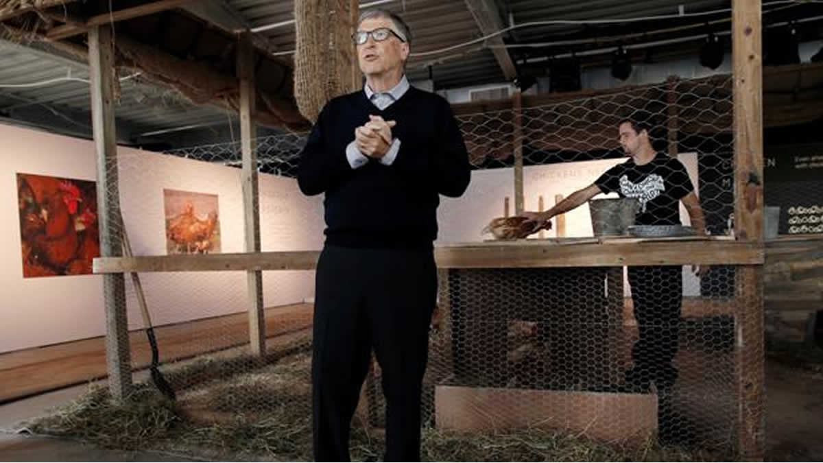 Proyecto de Bill Gates impulsa economía familiar con entrega de gallinas