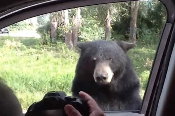 El aterrador momento en que un oso salvaje abre la puerta de un coche