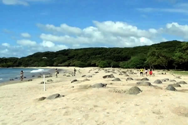 MARENA y Ejército limpian Playa “La Flor” previo a llegada de Tortugas
