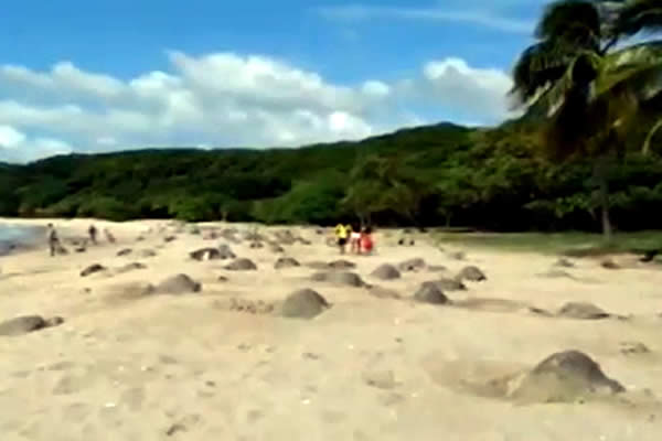 Desove de Tortugas en Playa “La Flor”, un espectáculo de la naturaleza
