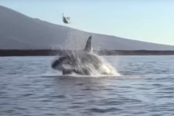 Llegan a ver un espectáculo de orcas y se encuentran con la tortura de una tortuga