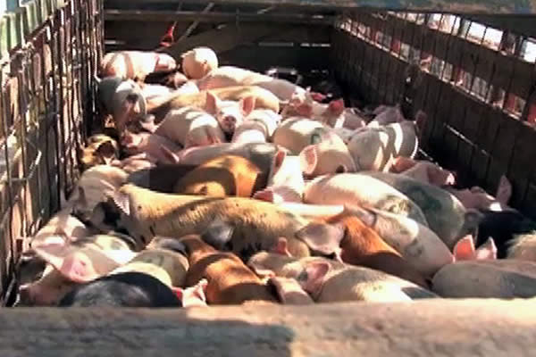 El 95% de los productores de cerdos en Nicaragua son de patio