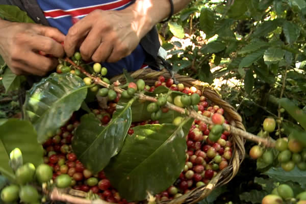 Aumenta la Producción de Café en el Norte de Nicaragua