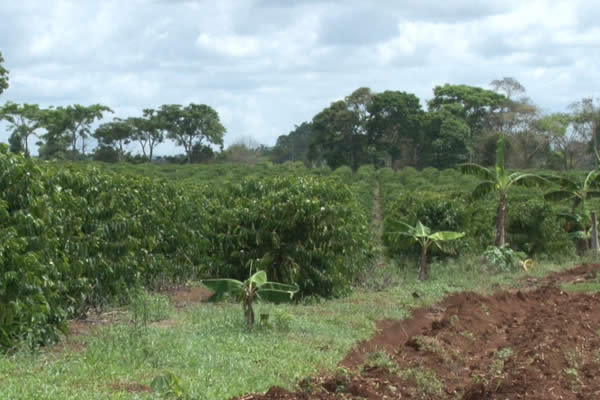 Nueva Guinea espera buenos resultados en la producción diversificada
