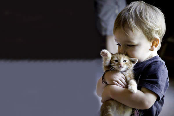 Buscan abrazador de gatos en clínica irlandesa