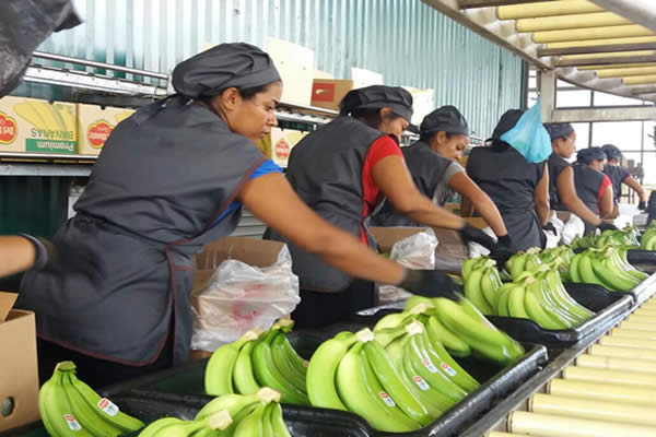 La paz Centro Cuenta 700 hectáreas de banano y plátano para exportación 