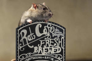 ¿Estarías dispuesto a tomar una taza de café con las ratas?