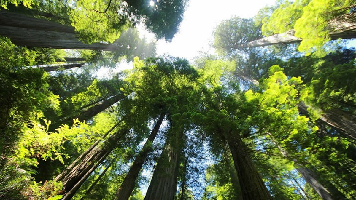 Árbol de 30 años es cortado en California y ciudadano enfadado toma venganza 