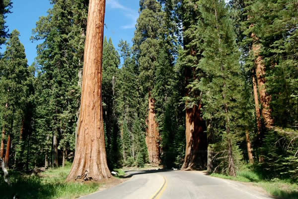 Árbol de 30 años es cortado en California y ciudadano enfadado toma venganza 