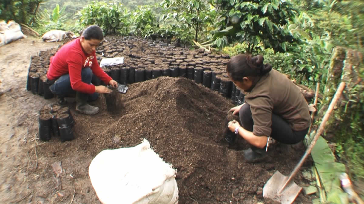 Dipilto arrasa con los premios a la Taza de la Excelencia Cafetalera