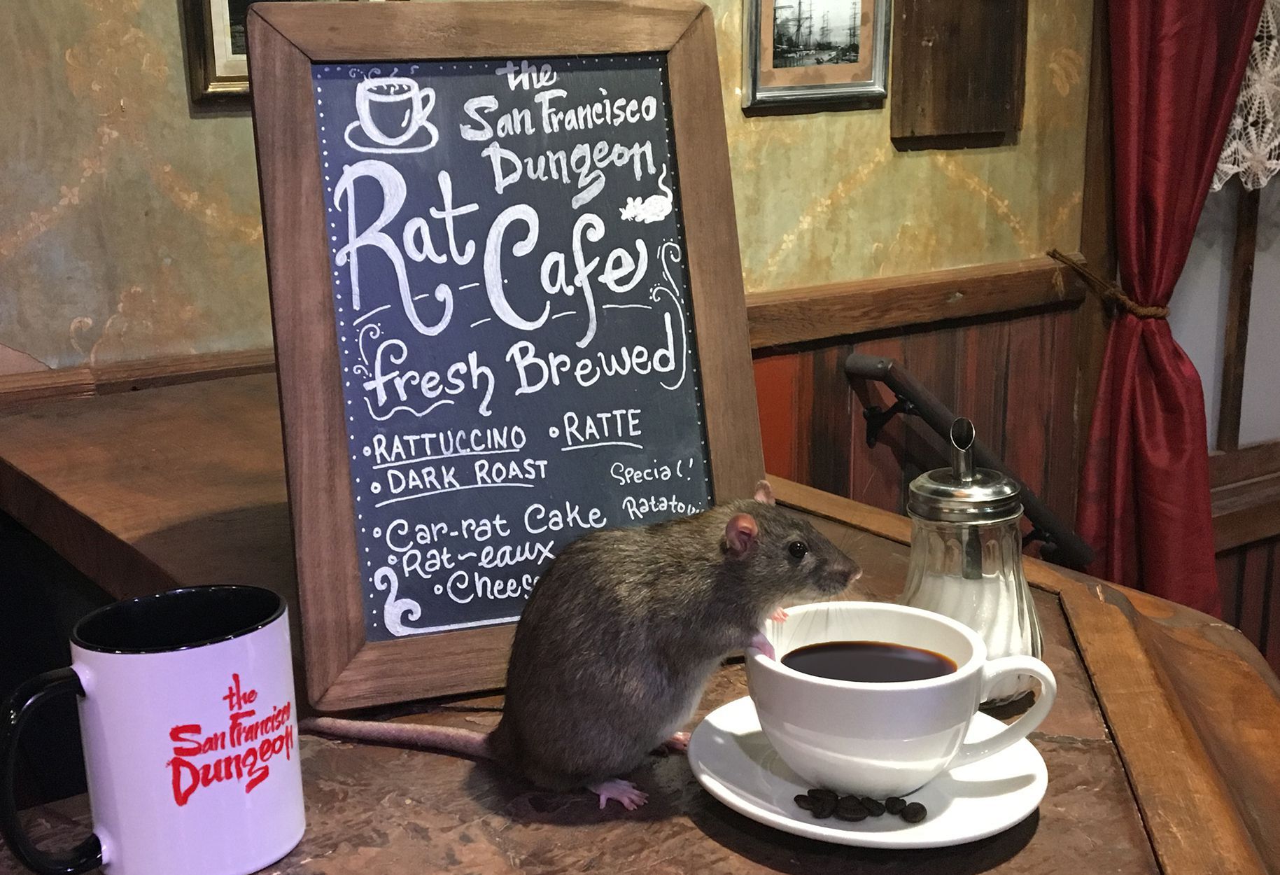 ¿Estarías dispuesto a tomar una taza de café con las ratas?