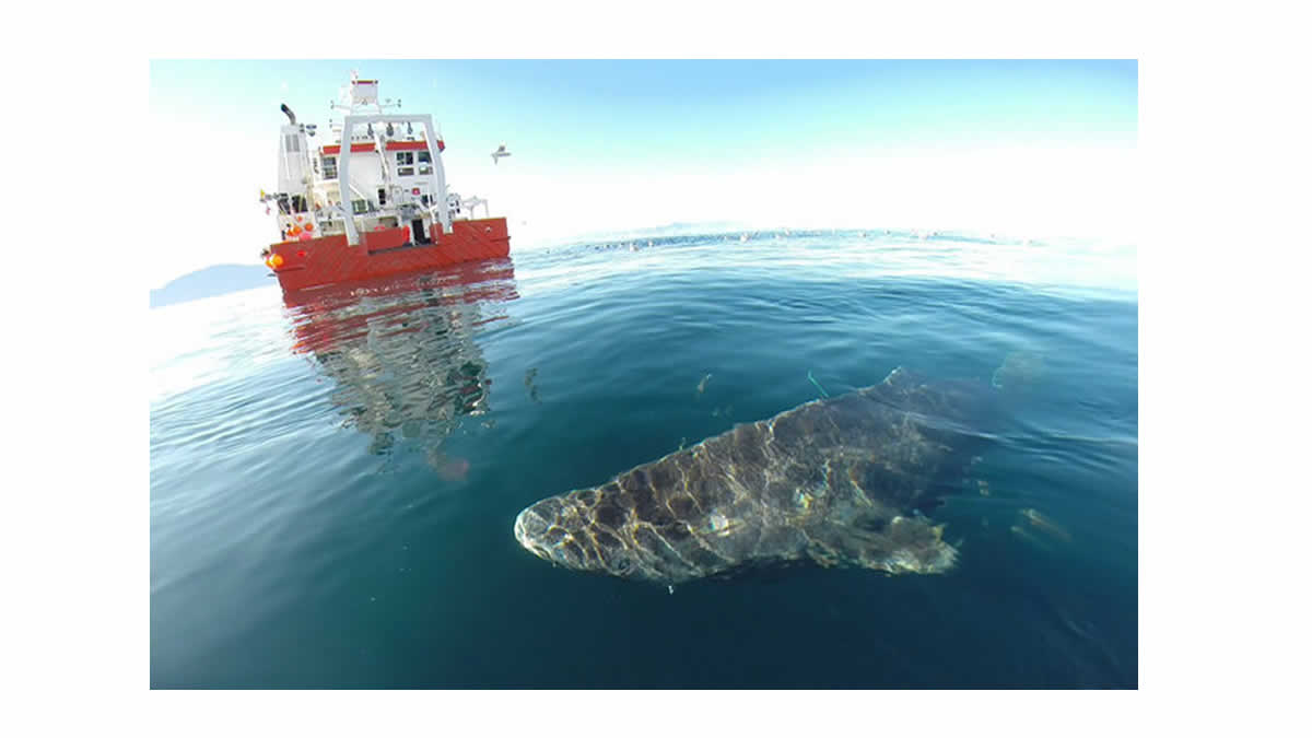 Tiburón Groenlandia puede vivir durante 400 años 