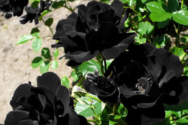 Turquía es el único lugar del mundo donde crecen rosas negras - Viva  Nicaragua Canal 13