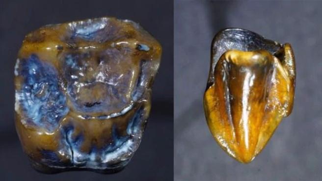 Encuentran dientes de simios que datan de hace 9,7 millones de años