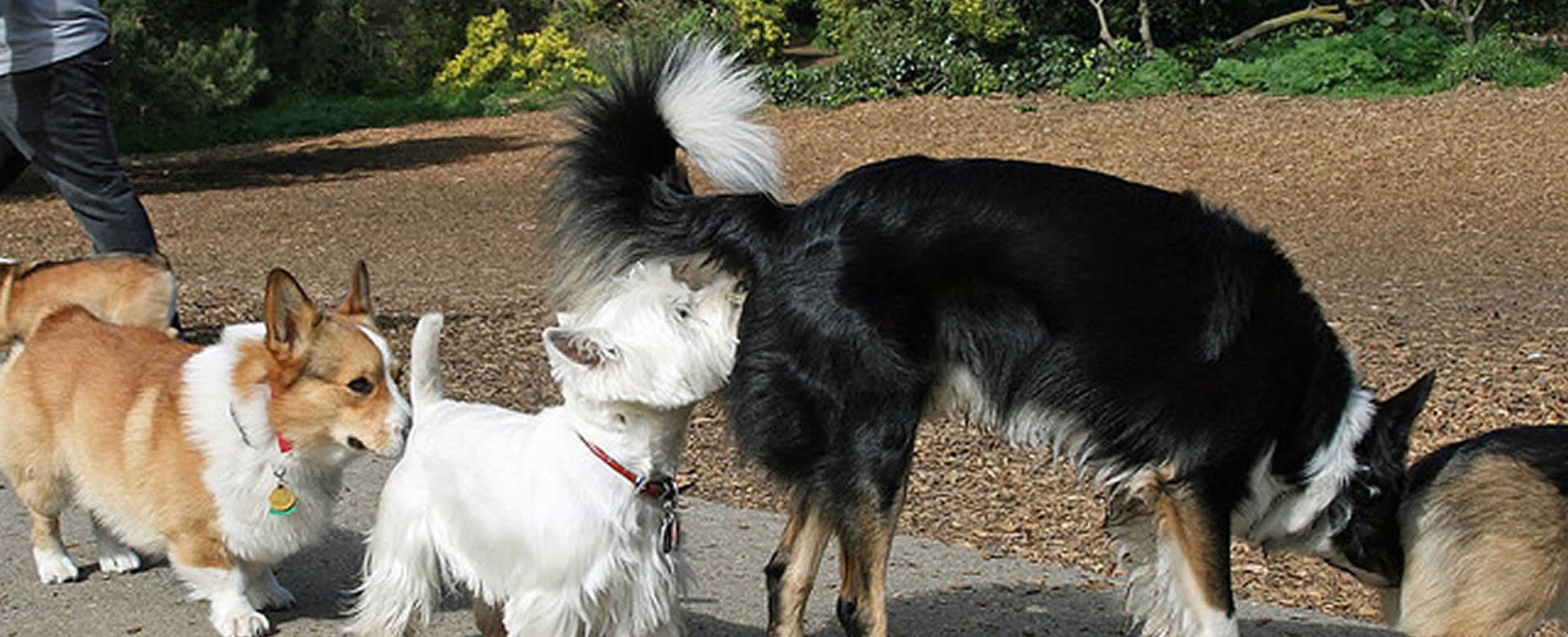 ¿Por qué los perros le huelen la cola a otros perros?