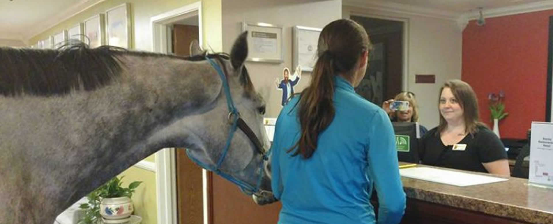 Entrenadora de caballos pide una habitación de hotel para ella su mascota