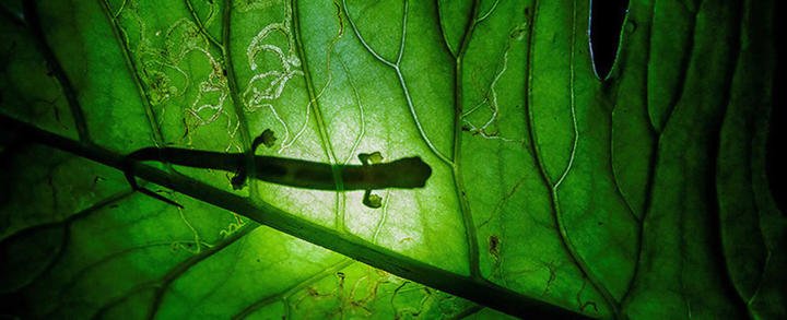 Reaparece después de 40 años una rara especie de anfibio en una selva de Guatemala