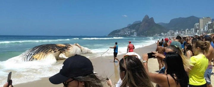 Ballena de 30 toneladas aparece muerta en la playa de de Río de Janeiro