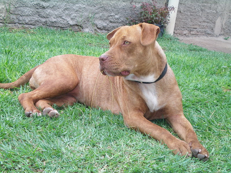 ¿Cúal es la razón por lo que los perros no distinguen el color rojo?