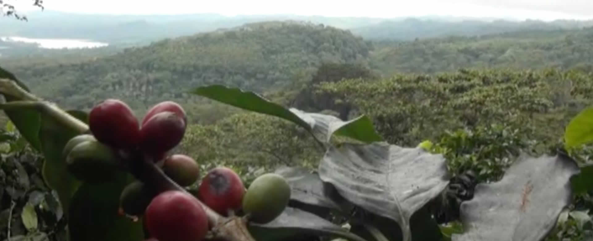 Finca Santa Rita cosecha agua para el cultivo de café y abastecer a las familias aledañas de la zona