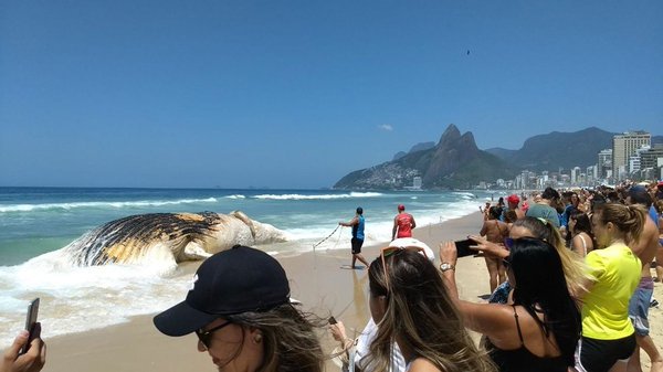 Ballena de 30 toneladas aparece muerta en una de playa de Río de Janeiro