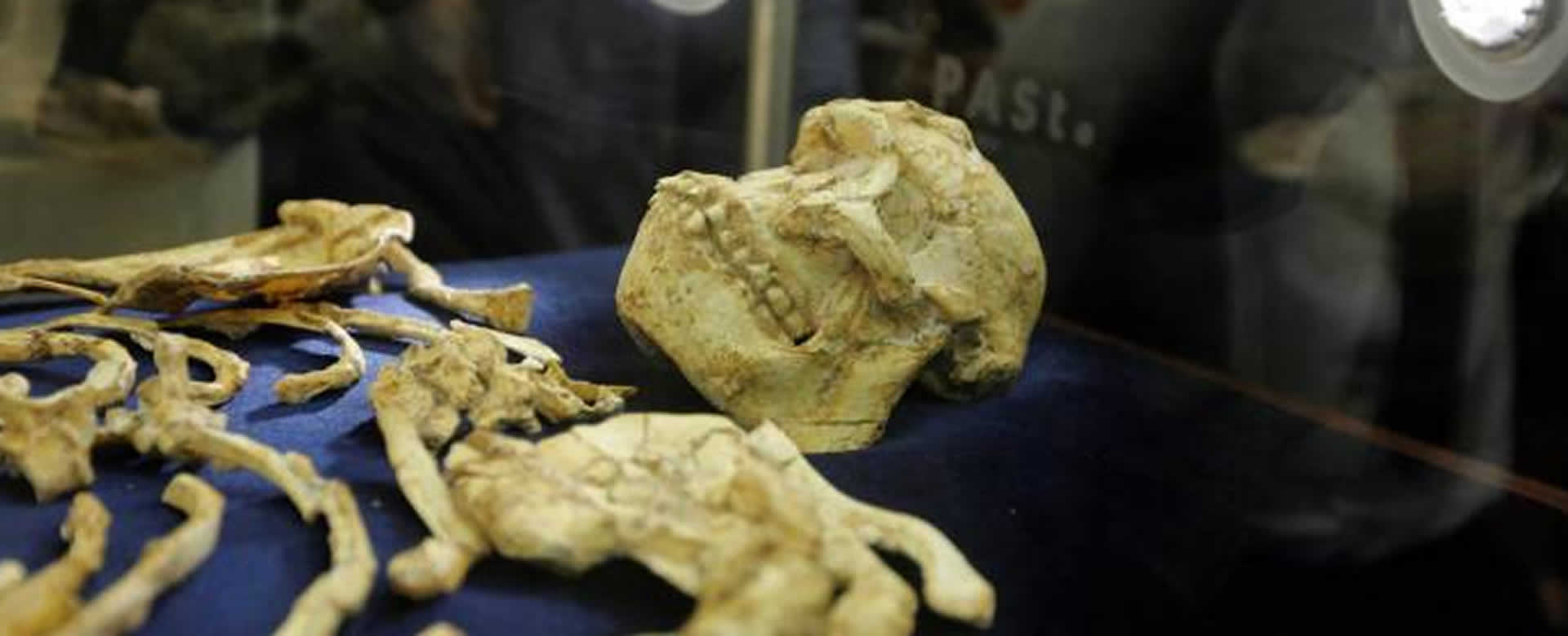 Encuentran un esqueleto humano de hace 3,6 millones de años en una cueva en Sudáfrica