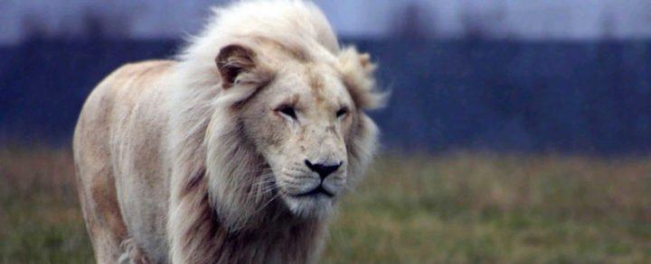 Internautas admiran los buenos modales de un adorable león blanco