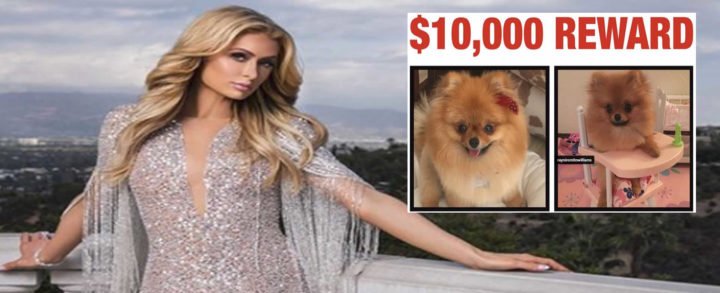 Paris Hilton ofrece recompensa al que entregue a perrita "Chucky"