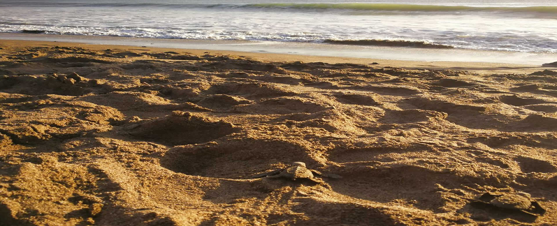Más de 200 tortuguillos se despiden de Playa Salaminas, Villa El Carmen