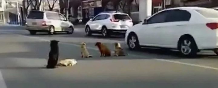 Perros callejeros se negaban a dejar a su compañero fallecido