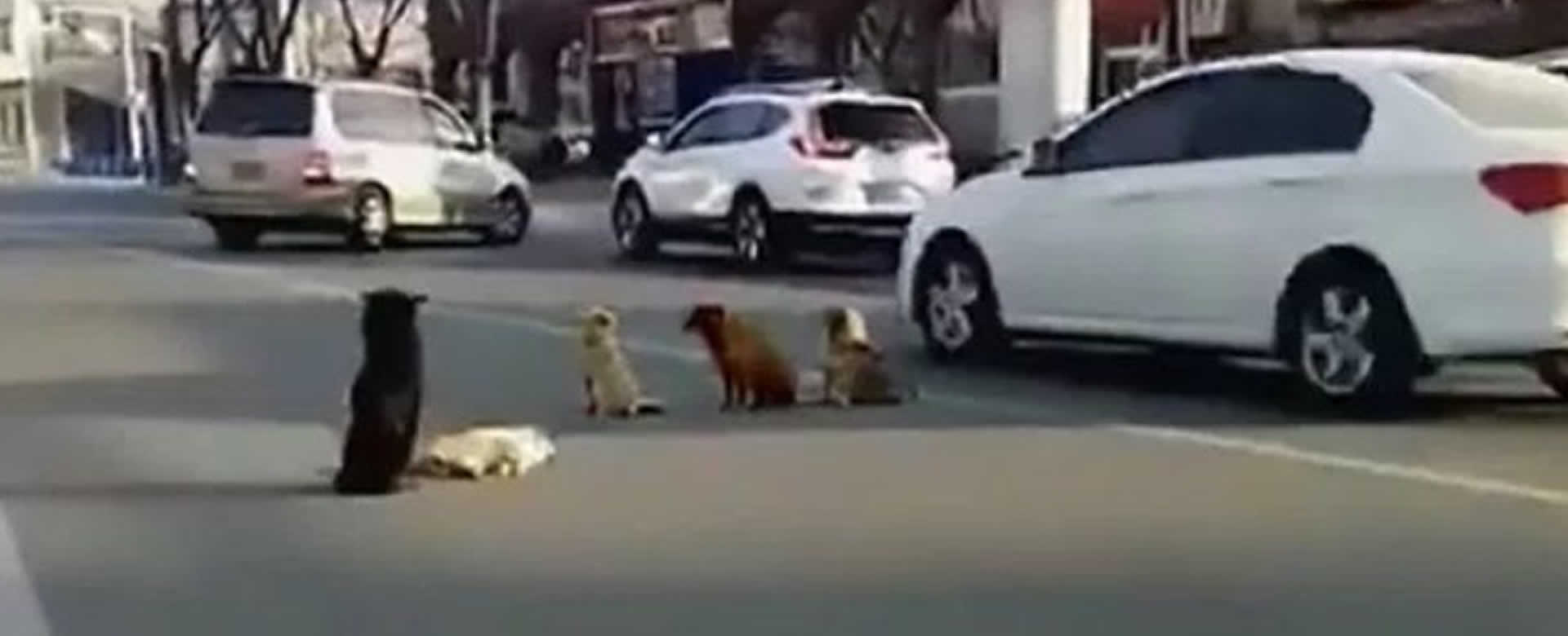 Perros callejeros se negaban a dejar a su compañero fallecido