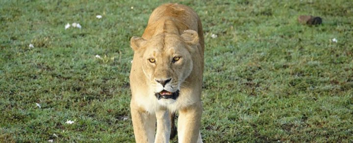 Una sola hiena logra escapar de una emboscada de cinco leones hambrientos