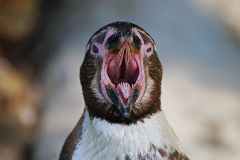 Los Pingüinos machos gorditos son los más atractivos para las hembras