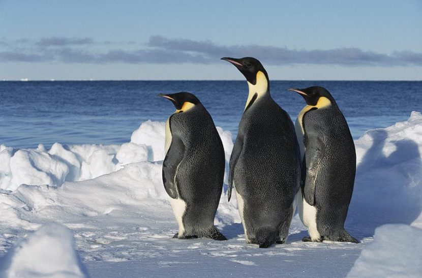 Los Pinguinos machos gorditos son los más atractivos para las hembras 