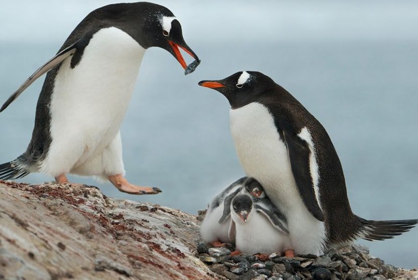 Los Pingüinos machos gorditos son los más atractivos para las hembras