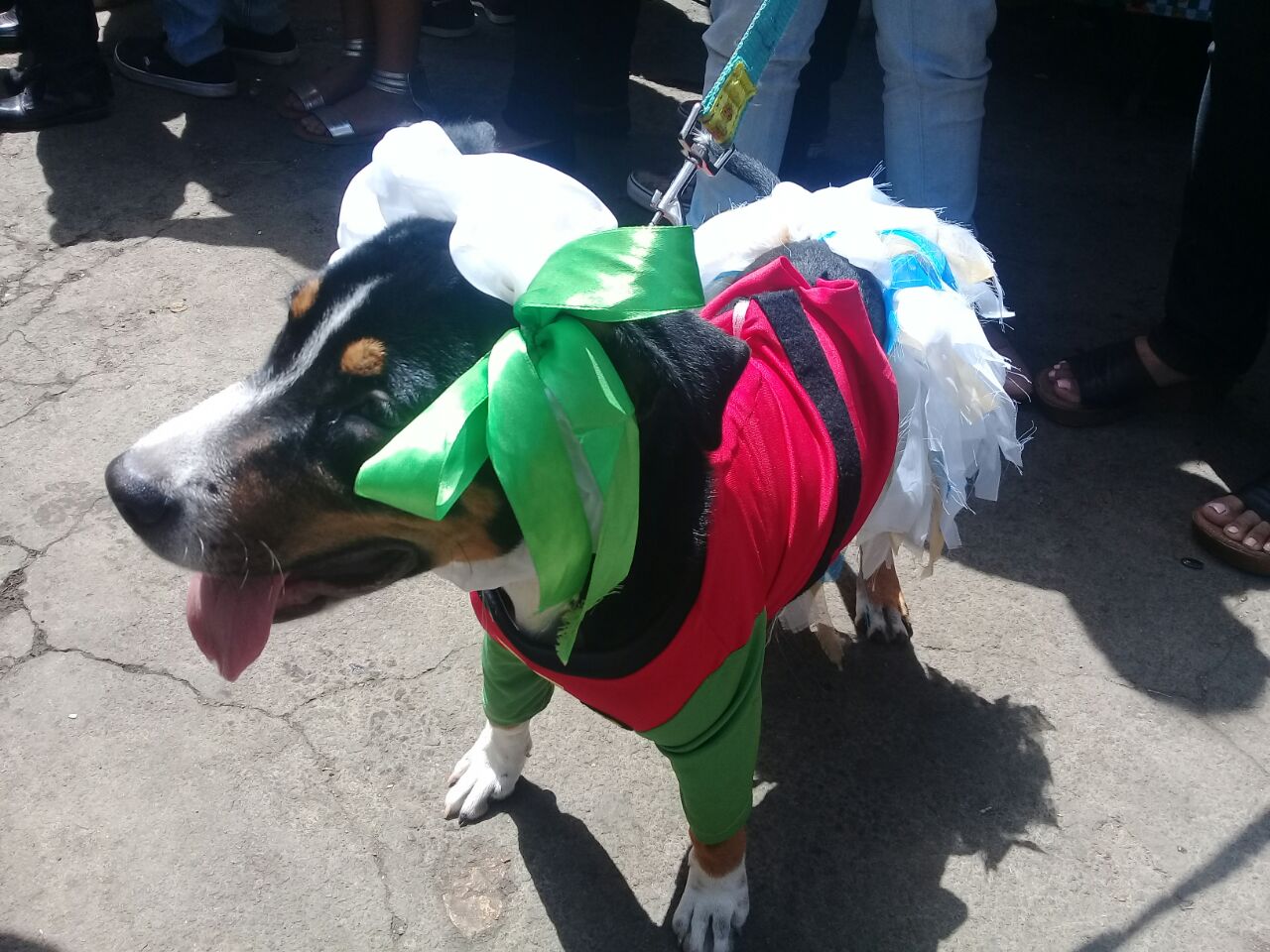 Inicia desfile de perritos en honor a San Lazaro