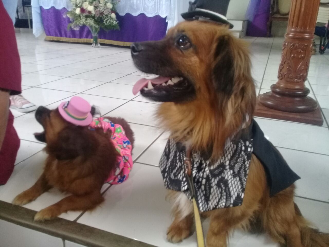 Inicia desfile de perritos en honor a San Lazaro