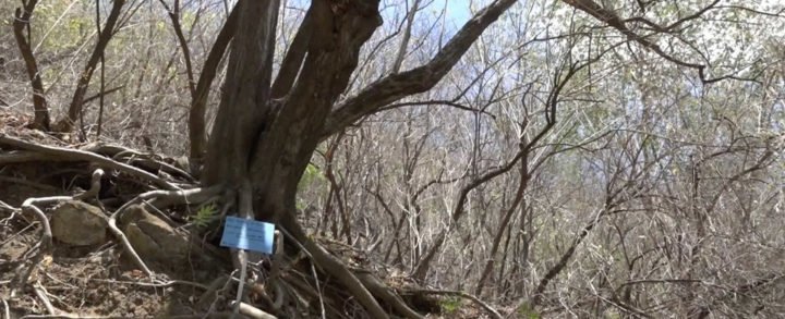 Movimiento Ambientalista Guardabarranco realiza rotulación de árboles en Tiscapa