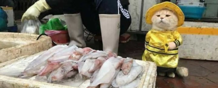 “Dog” el gato que vende pescado en el mercado de Vietnam