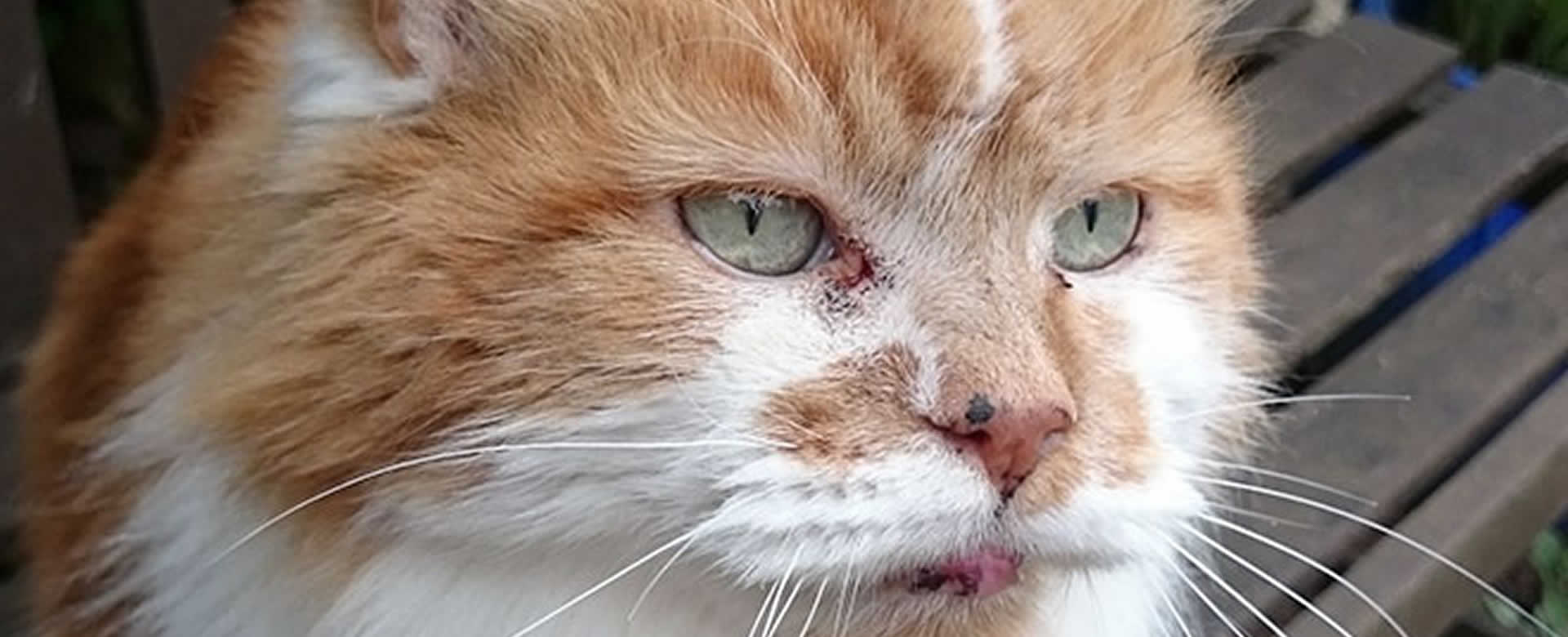 Rubble, ahora es el gato más viejo del mundo con 30 años de edad