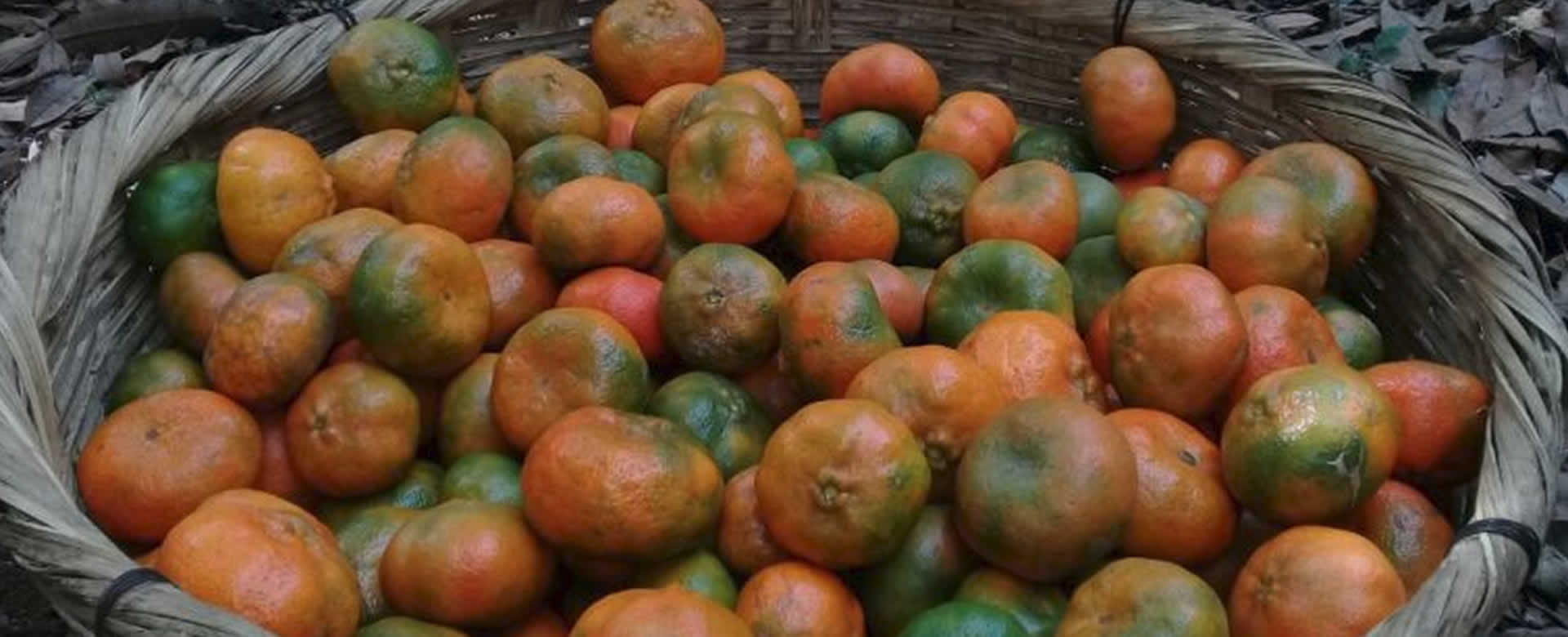 ¿Sabías que gastar 2 córdobas en mandarina evita células cancerígenas?