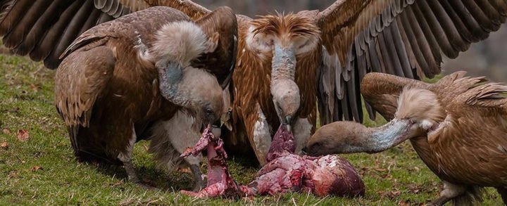 ¿Por qué los buitres comen carnes en estado de descomposición sin enfermarse?