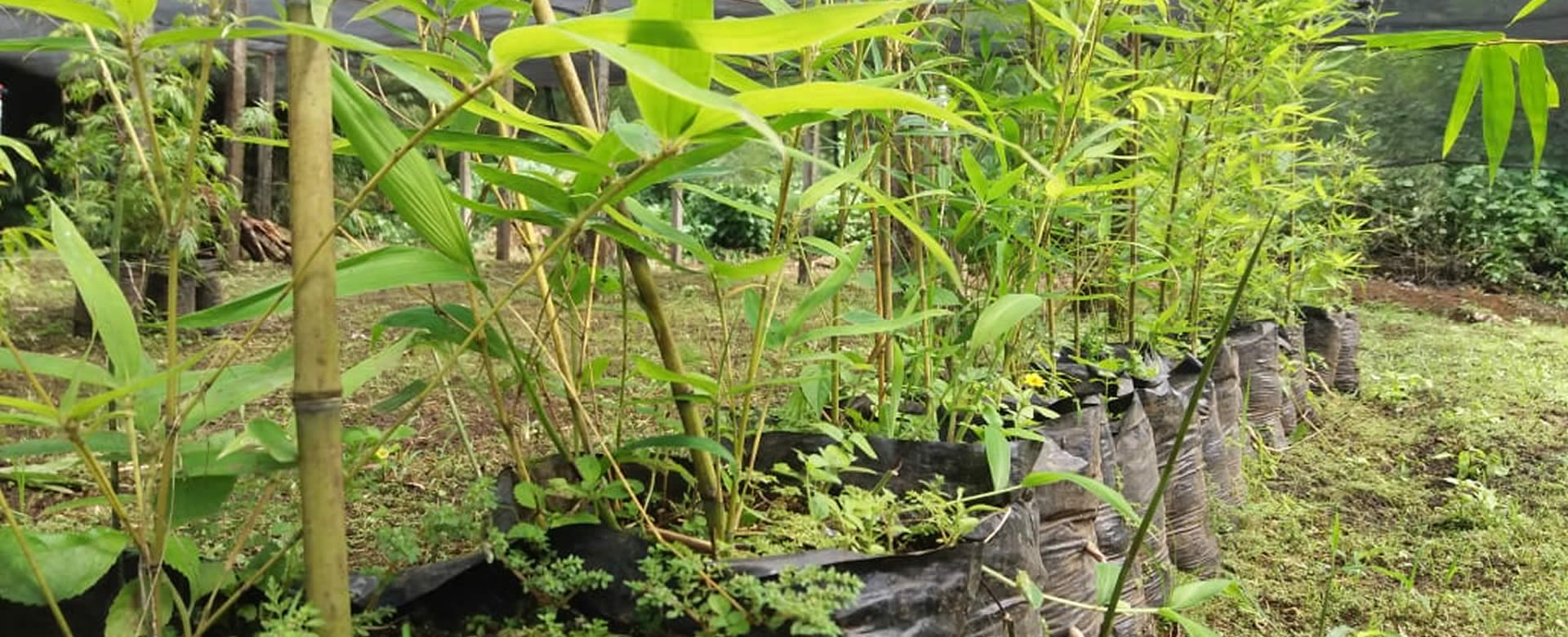 Producción de Bambú avanza satisfactoriamente en Masaya